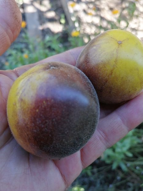  - SEMINTE ROSII - T 776 YAMALI BLUE