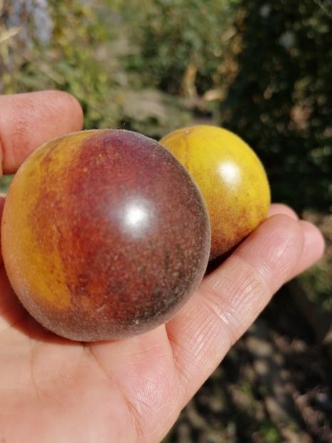  - SEMINTE ROSII - T 776 YAMALI BLUE