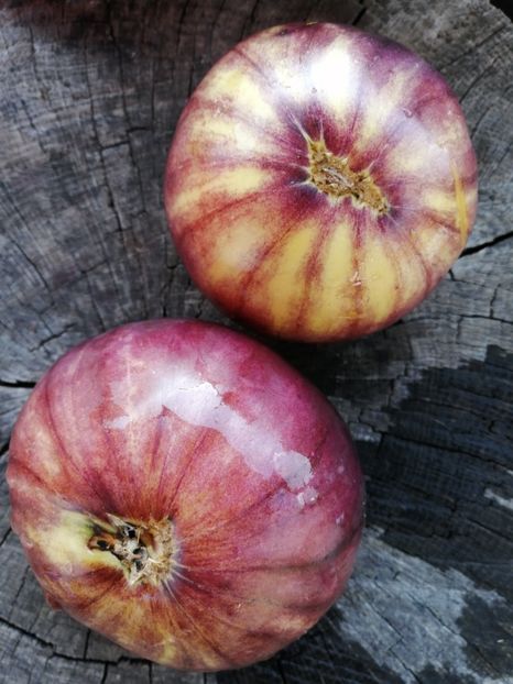  - SEMINTE ROSII - T 411 GREAT WHITE BLEU