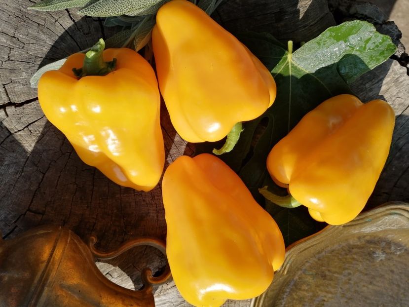  - SEMINTE ARDEI - A 34 JAGUAR PAPRIKA