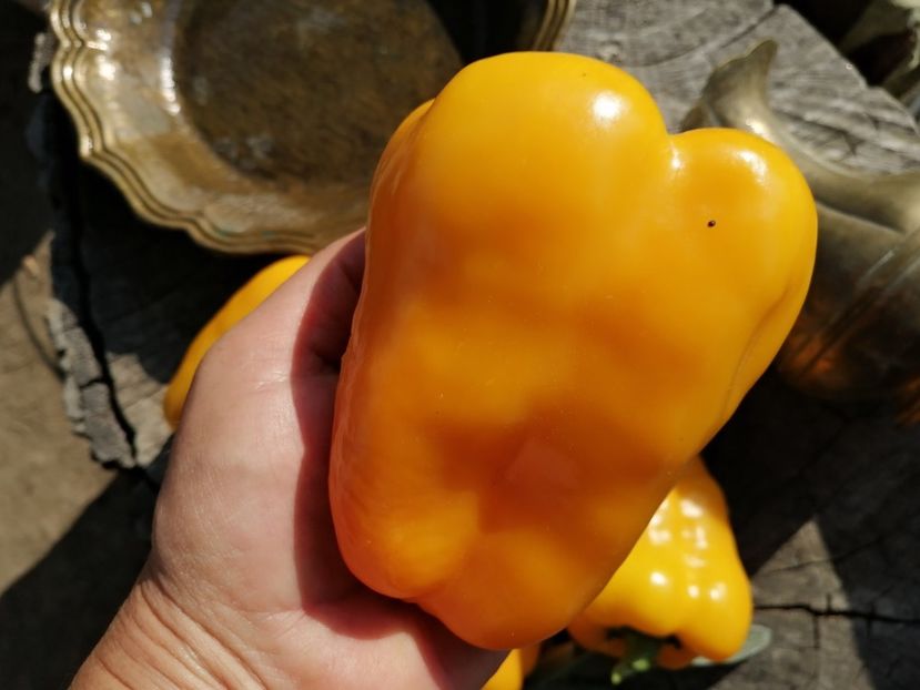  - SEMINTE ARDEI - A 34 JAGUAR PAPRIKA