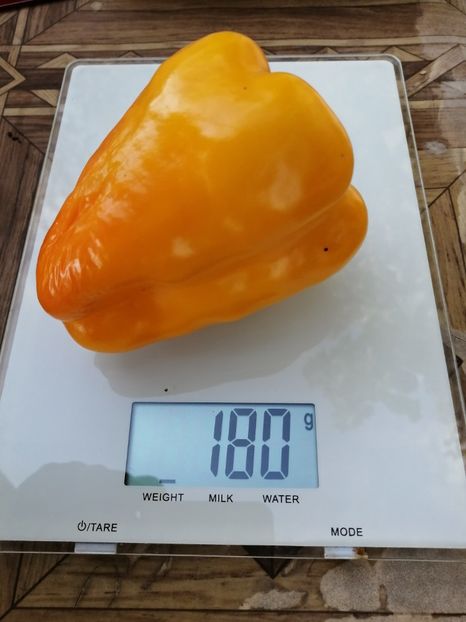  - SEMINTE ARDEI - A 34 JAGUAR PAPRIKA