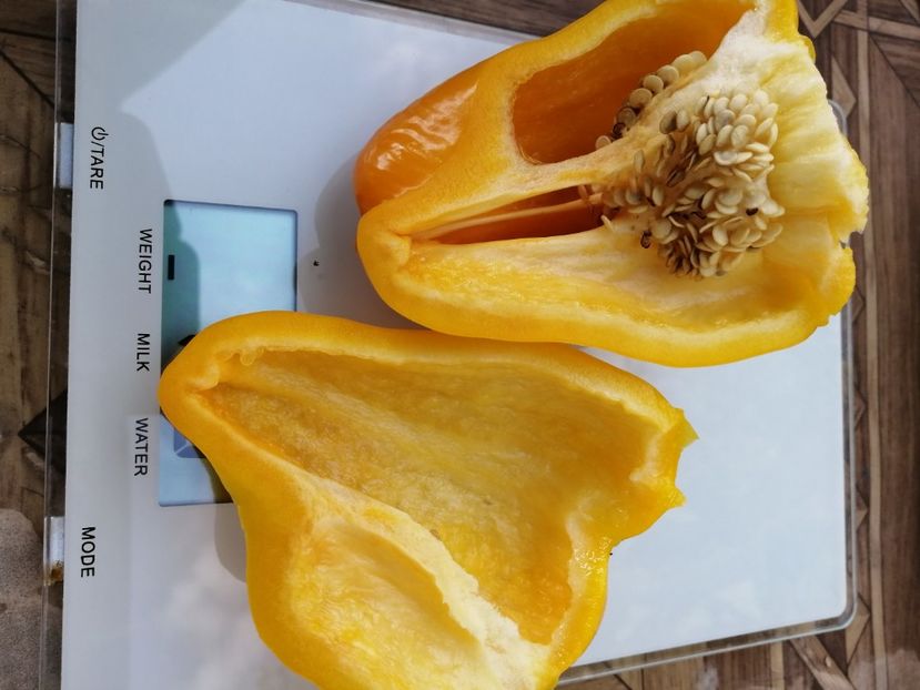  - SEMINTE ARDEI - A 34 JAGUAR PAPRIKA