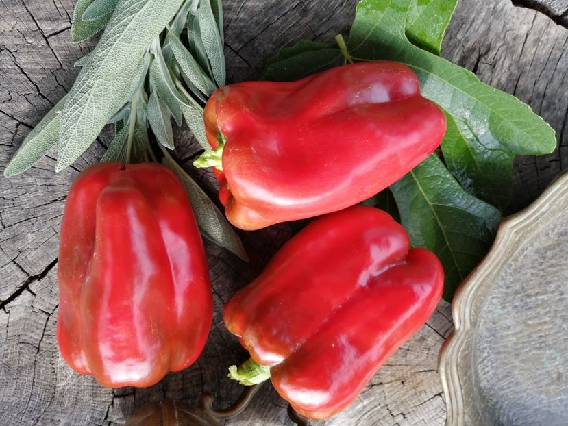  - SEMINTE ARDEI - A 35 KRASNYY BYK PAPRIKA