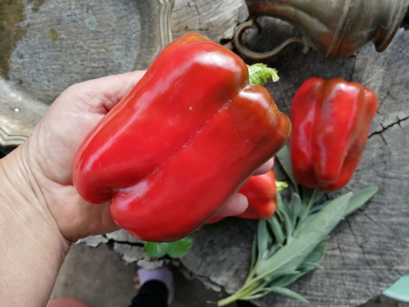  - SEMINTE ARDEI - A 35 KRASNYY BYK PAPRIKA