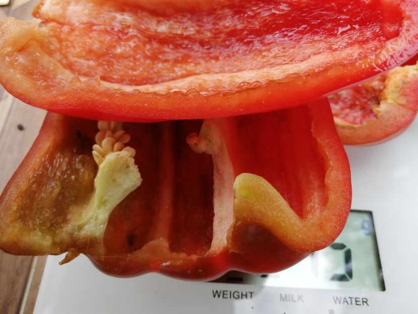  - SEMINTE ARDEI - A 35 KRASNYY BYK PAPRIKA