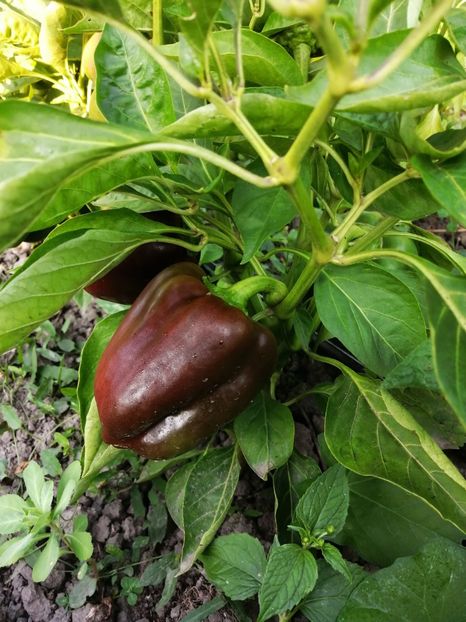  - SEMINTE ARDEI - A 08 MARON CHOCOLATE BEAUTY