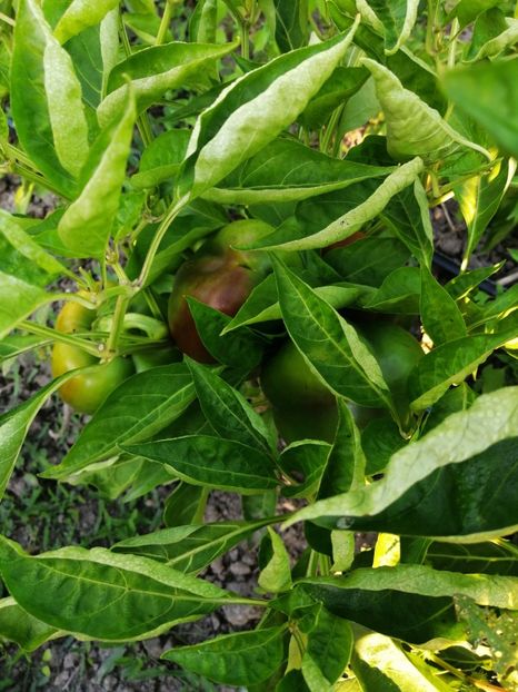  - SEMINTE ARDEI - A 08 MARON CHOCOLATE BEAUTY