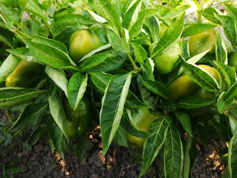  - SEMINTE ARDEI - A 08 MARON CHOCOLATE BEAUTY