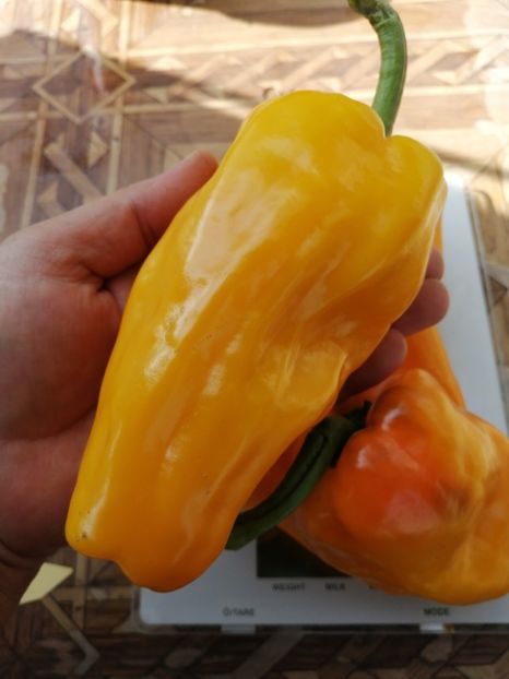  - SEMINTE ARDEI - A 19 AMARELLO SWEET PEPPER YELLOW GIANT