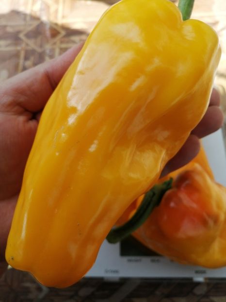  - SEMINTE ARDEI - A 19 AMARELLO SWEET PEPPER YELLOW GIANT