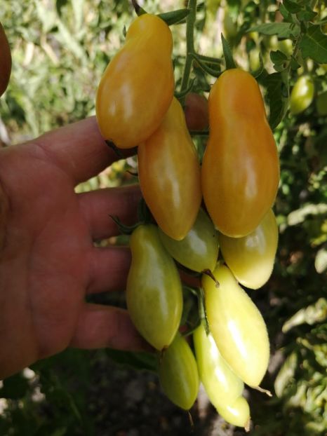  - SEMINTE ROSII - T 706 EWIGE LIEBE