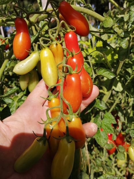  - SEMINTE ROSII - T 706 EWIGE LIEBE