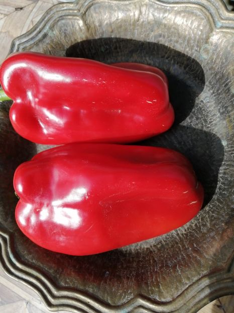  - SEMINTE ARDEI - A 38 PADISHAH PAPRIKA