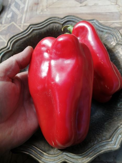  - SEMINTE ARDEI - A 38 PADISHAH PAPRIKA