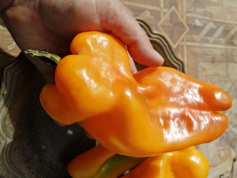  - SEMINTE ARDEI - A 27 SOLNTSE VSELENNOY PAPRIKA