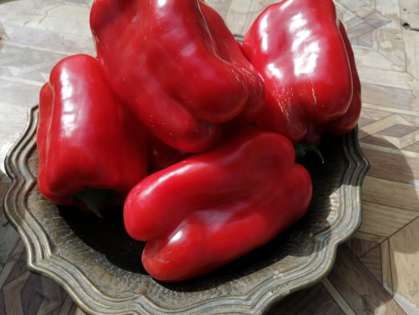  - SEMINTE ARDEI - A 38 PADISHAH PAPRIKA