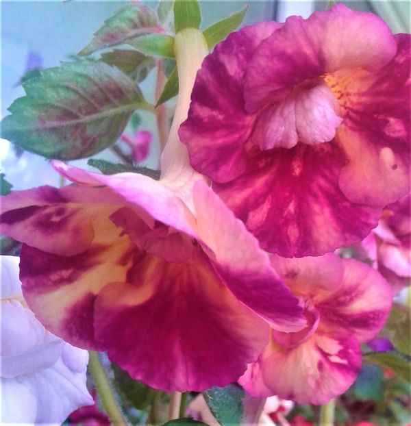  - Aici cred ca a pictat Nataly