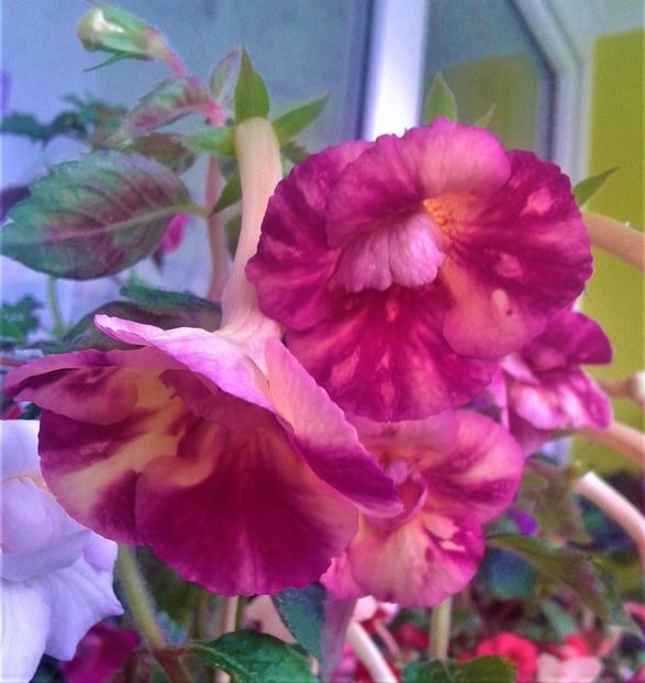  - Aici cred ca a pictat Nataly