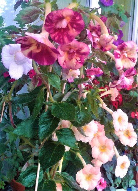 20210921_125307-1 - Aici cred ca a pictat Nataly