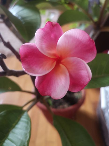  - Plumeria