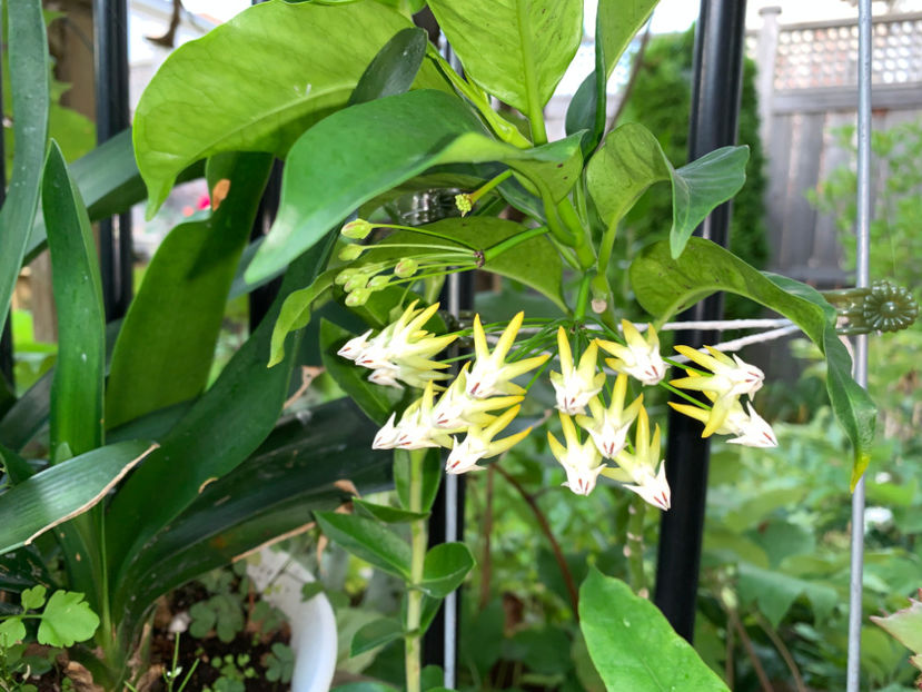  - Jurnalul gradinii 2021