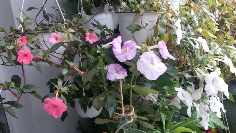  - Achimenes varietati - drumul florilor