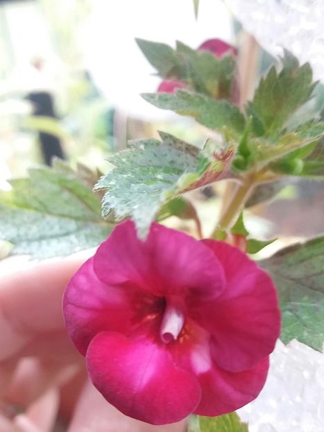 Cherry blossom - Achimenes varietati - drumul florilor