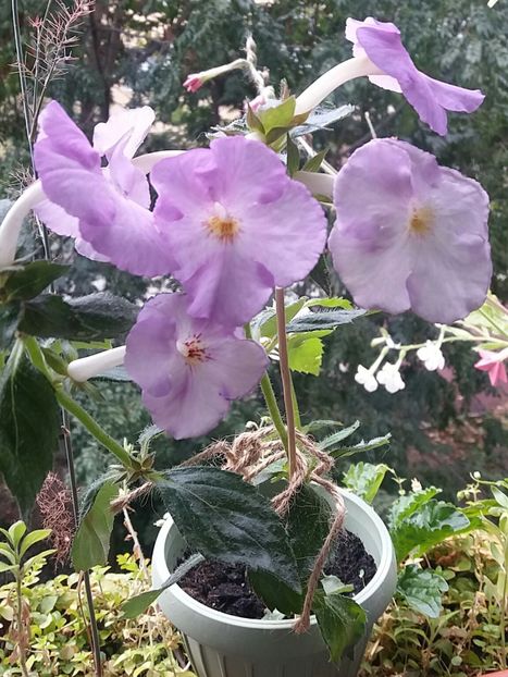Big weiss❤❤❤ - Achimenes varietati - drumul florilor