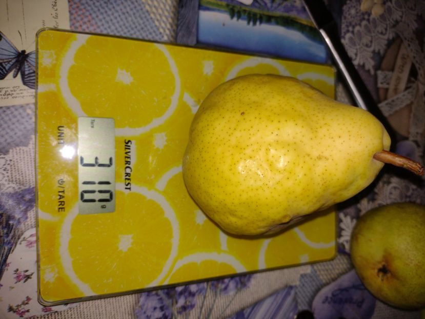 310 grame ultima para la soi 21 septembrie - Belle de Juen Alany