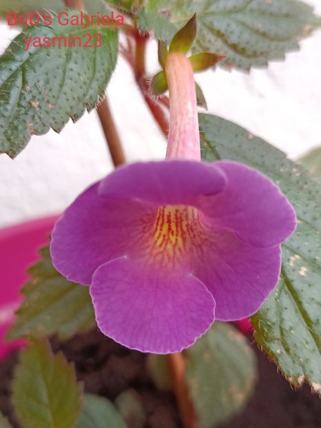 12.09.2021 - Achimenes 2021