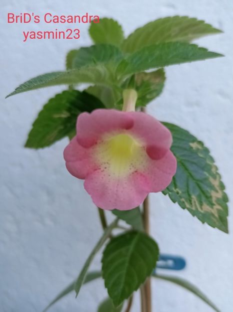12.09.2021 - A-Achimenes BriDs