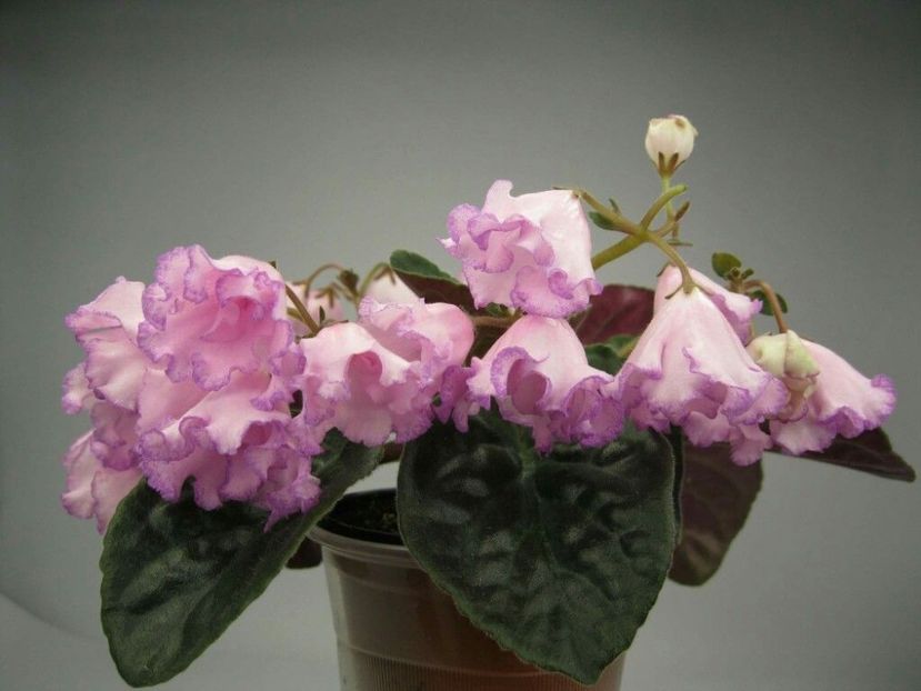 Poză net - DN Pink Lidy Of The Valley