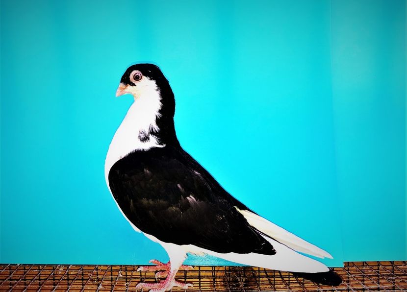 12561  mascul  2021_1 - tineret 2021