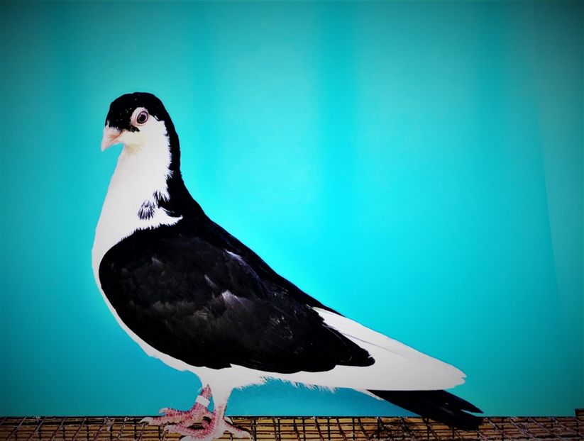 12561  mascul  2021_3 - tineret 2021