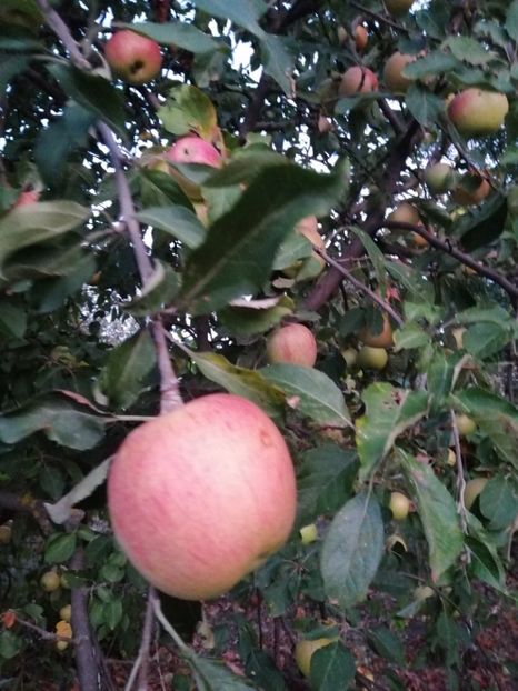  - Frumuseti la casa parinteasca