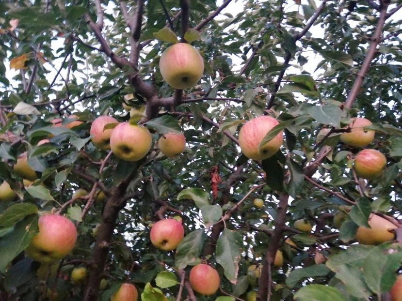  - Frumuseti la casa parinteasca