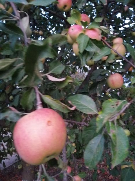  - Frumuseti la casa parinteasca