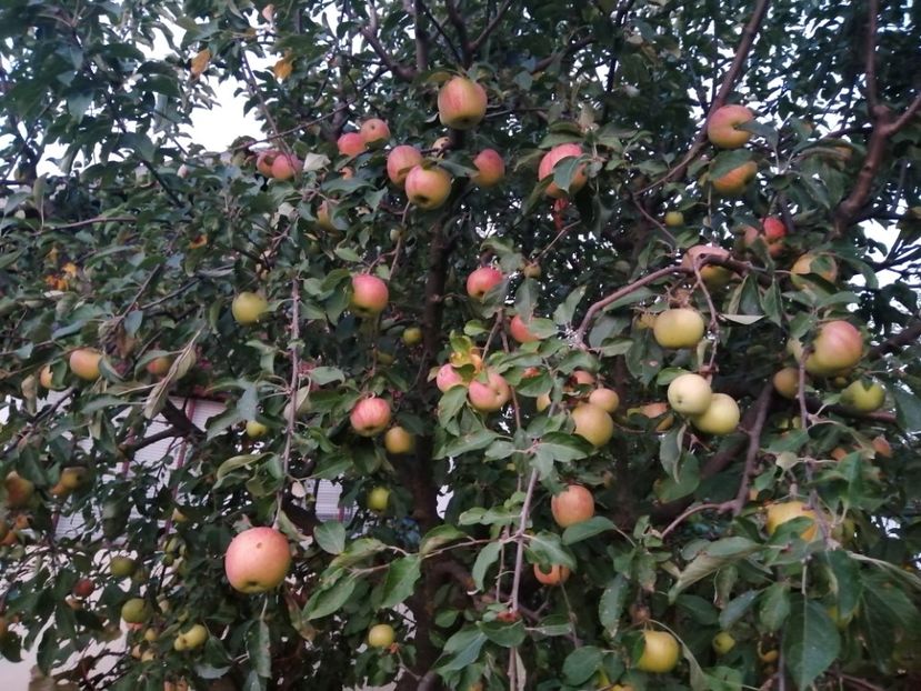  - Frumuseti la casa parinteasca