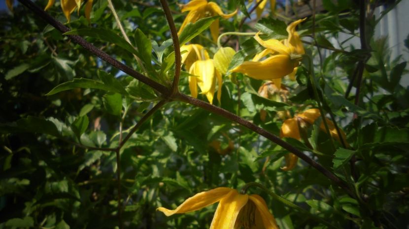 "Tangutica" - Sclipiri 2021