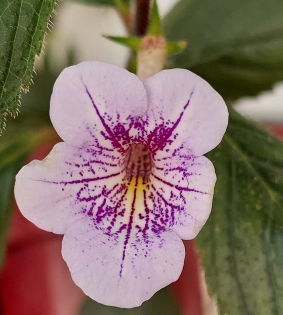  - Ambroise Verschaffelt