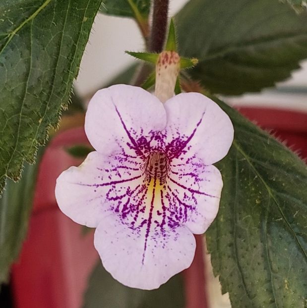  - Ambroise Verschaffelt