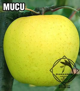 mar Mucu-1 - MAR soiul MUTSU sau MUCU