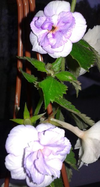 Queen of Lace - 2021 Achimenes