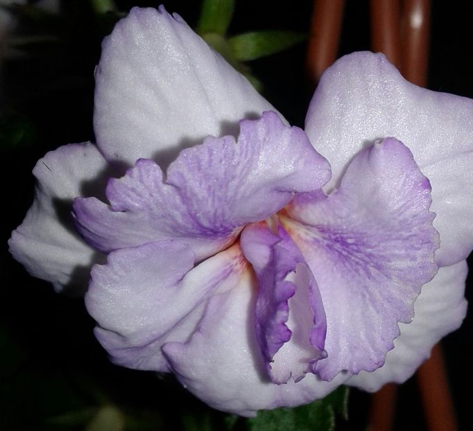 Queen of Lace - 2021 Achimenes