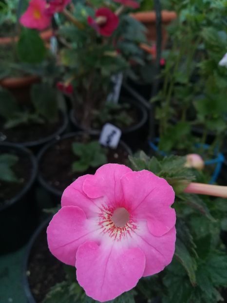 Apple Blossom - A-Flori 2021