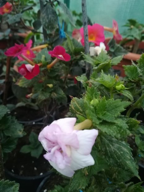 Queen of Lace - A-Flori 2021