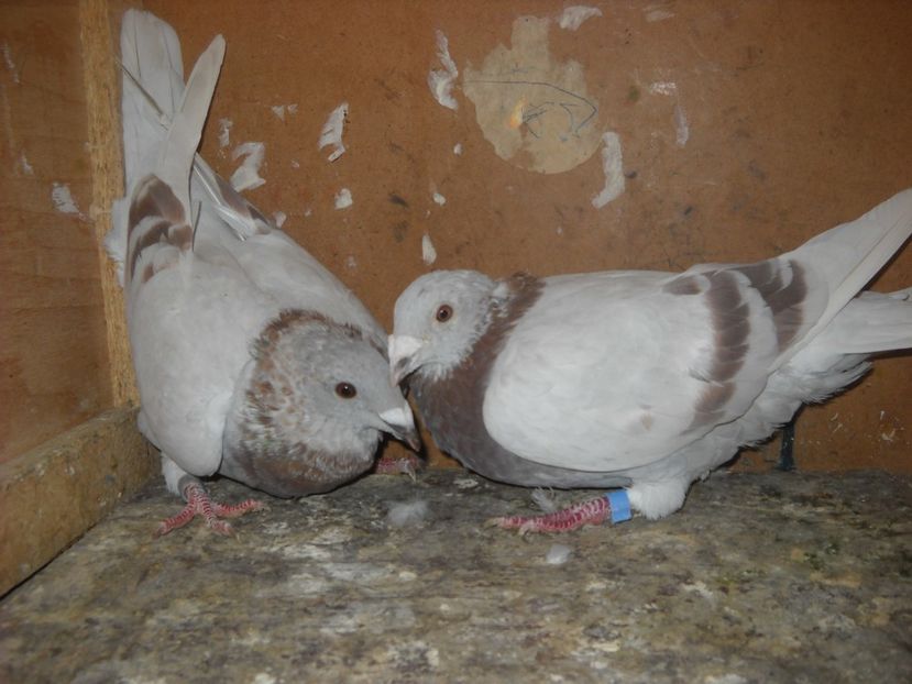 15 - UNDEVA IN SUCEAVA arhiva