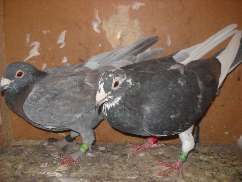 1 - UNDEVA IN SUCEAVA arhiva