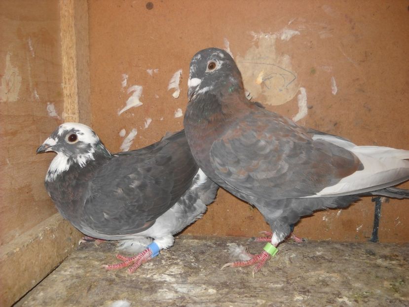 3 - UNDEVA IN SUCEAVA arhiva